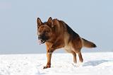 BERGER ALLEMAND 456
